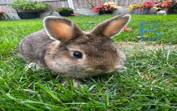 Netherland Dwarf rabbits for sale: Netherland Dwarf Rabbits For Sale  - Image 15