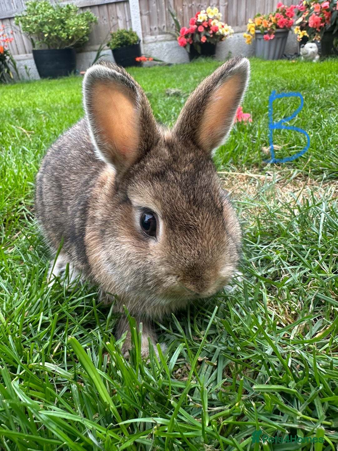 Netherland Dwarf rabbits for sale: Netherland Dwarf Rabbits For Sale  - Image 15