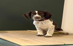 Cocker Spaniel dogs for sale: GORGEOUS WORKING COCKER SPANIEL  - Image 3