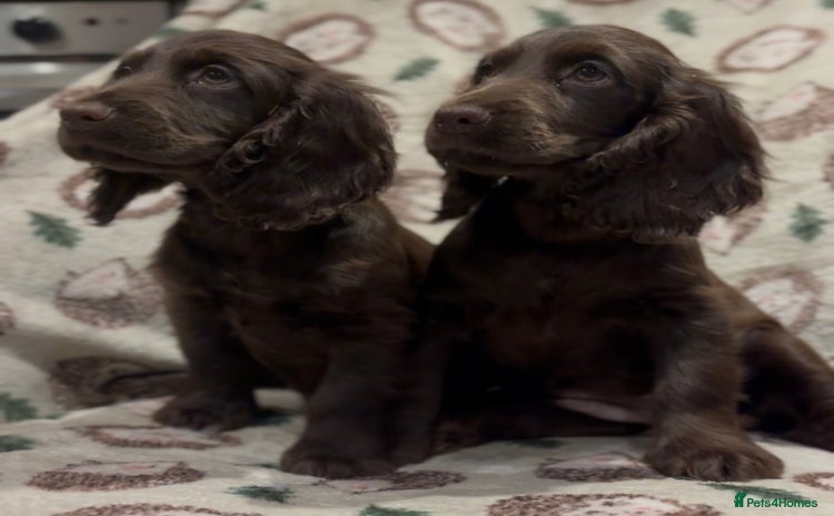 Cocker Spaniel dogs - Advert 6