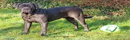Cane Corso dogs for stud: For stud  - Advert 2