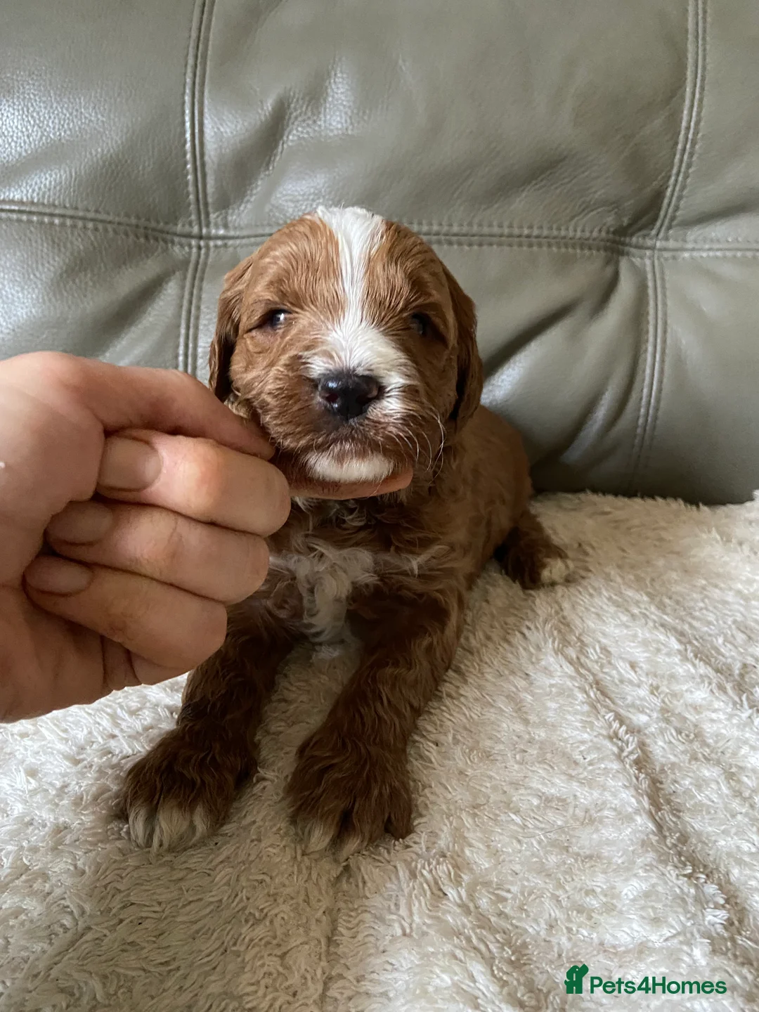 Mixed Breed dogs for sale: Stunning Australian Double Doodles - Advert 17