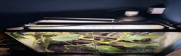 Frog reptiles for sale: Amazon milk frog with full bioactive VIV  - Advert 6