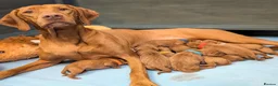 Hungarian Vizsla dogs for sale: Vizsla Puppies Looking for Their Forever Homes 🐾 in Saint Asaph - Advert 5