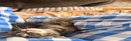 Mixed Breed cats for sale: Savannah cross kittens  - Advert 5