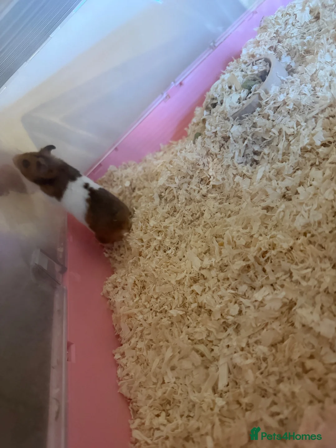Hamster rodents for sale: Female hamster for sale in Brierley Hill - Advert 2