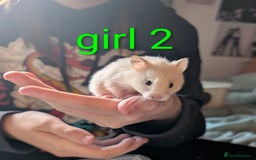 Hamster rodents for sale: Baby Syrian hamsters  - Image 3