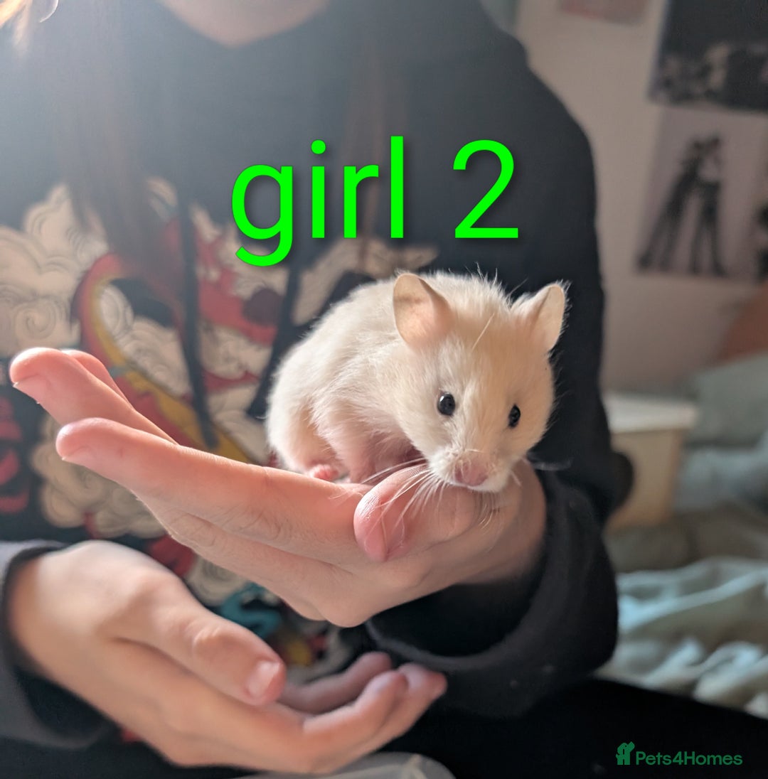 Hamster rodents for sale: Baby Syrian hamsters  - Image 3