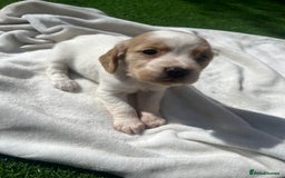 Cocker Spaniel dogs for sale: 4 LOVELY COCKER SPANIELS--10 WKS - Image 5