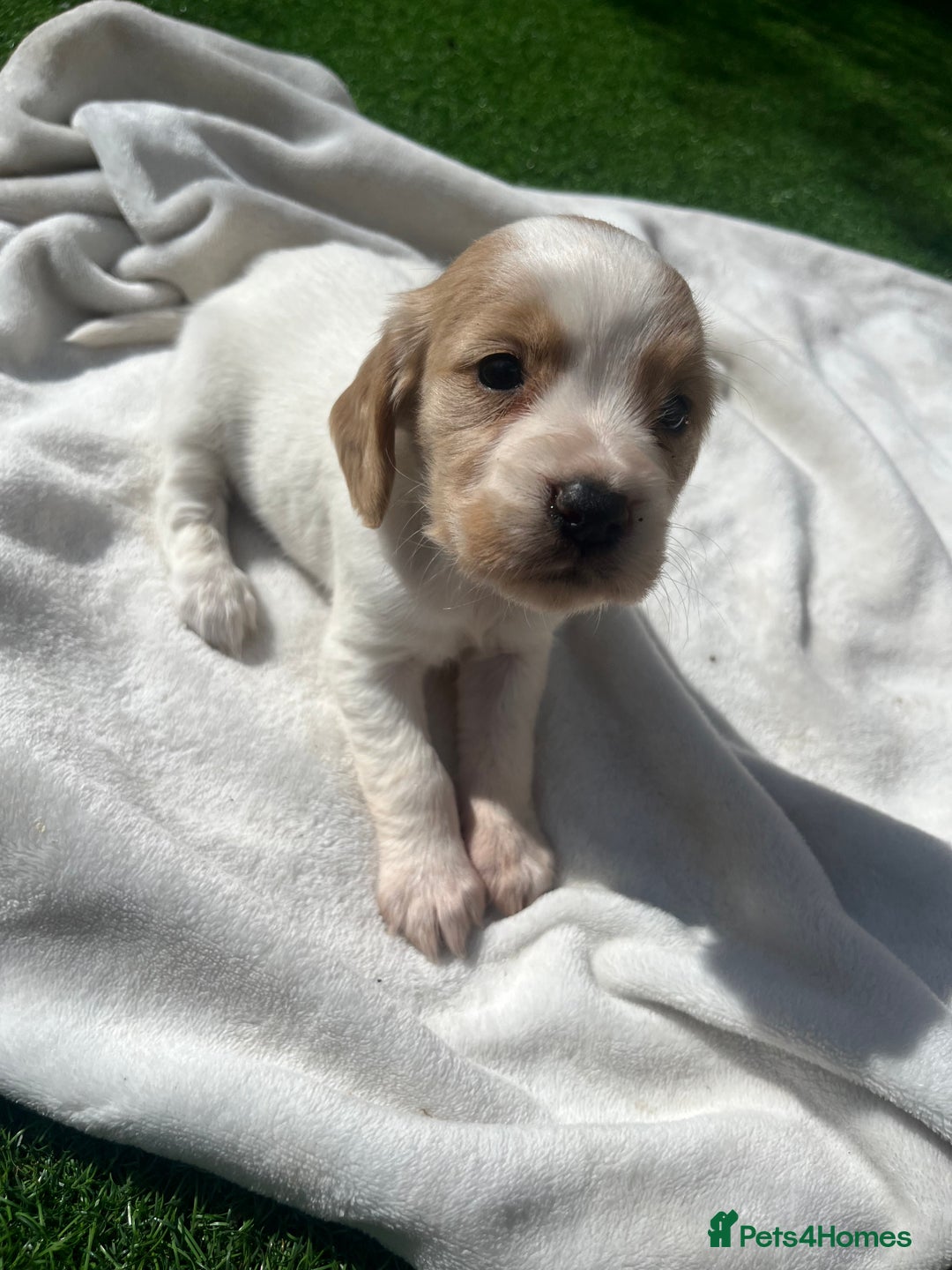 Cocker Spaniel dogs for sale: 4 LOVELY COCKER SPANIELS--10 WKS - Image 5