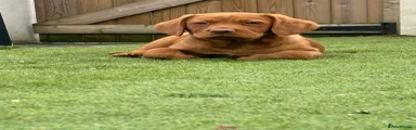 Cockerdor Puppy 2