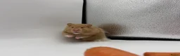 Hamster rodents for sale: Pedigree Syrian hamster pups  - Advert 7