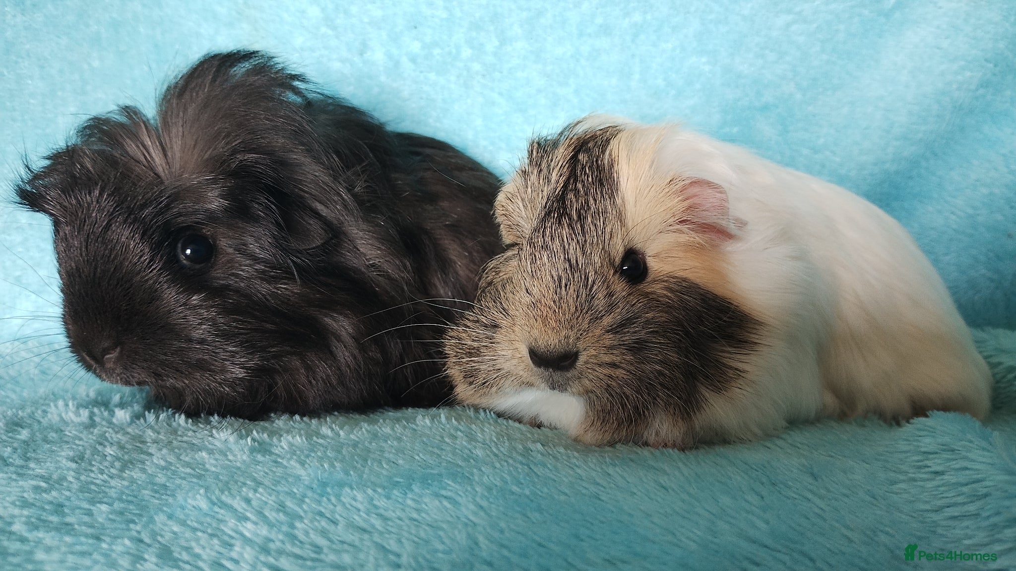 Guinea Pig rodents Beautiful pair of boys guinea pigs ready togo - Advert 1