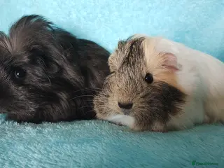 Guinea Pig rodents Beautiful pair of boys guinea pigs ready togo - Advert 1