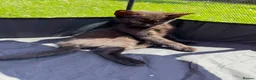 Mixed Breed cats for sale: Cheeky Kittens available- no cost - Advert 9