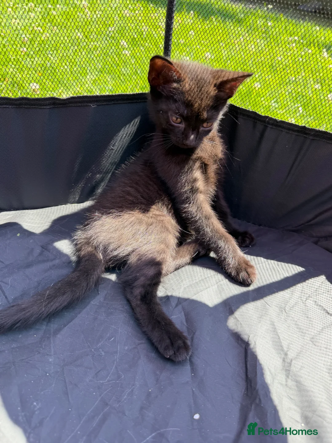 Mixed Breed cats for sale: Cheeky Kittens available- no cost - Advert 9