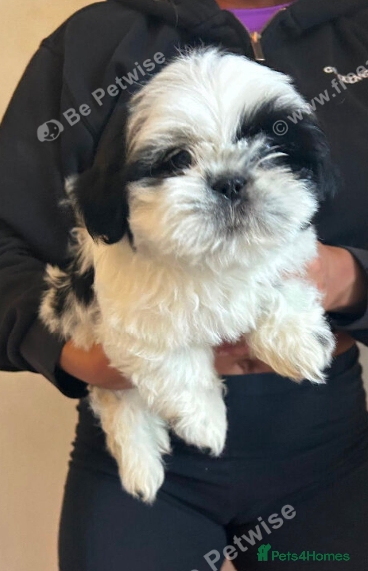 Shih Tzu dogs Shih tzu - Advert 1