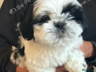 Shih Tzu dogs Shih tzu - Advert 5