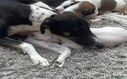 Lurcher dogs for sale: Lurcher pups  - Image 7