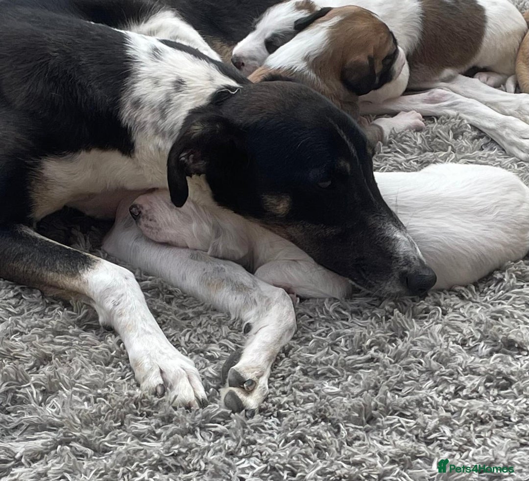 Lurcher dogs for sale: Lurcher pups  - Image 7