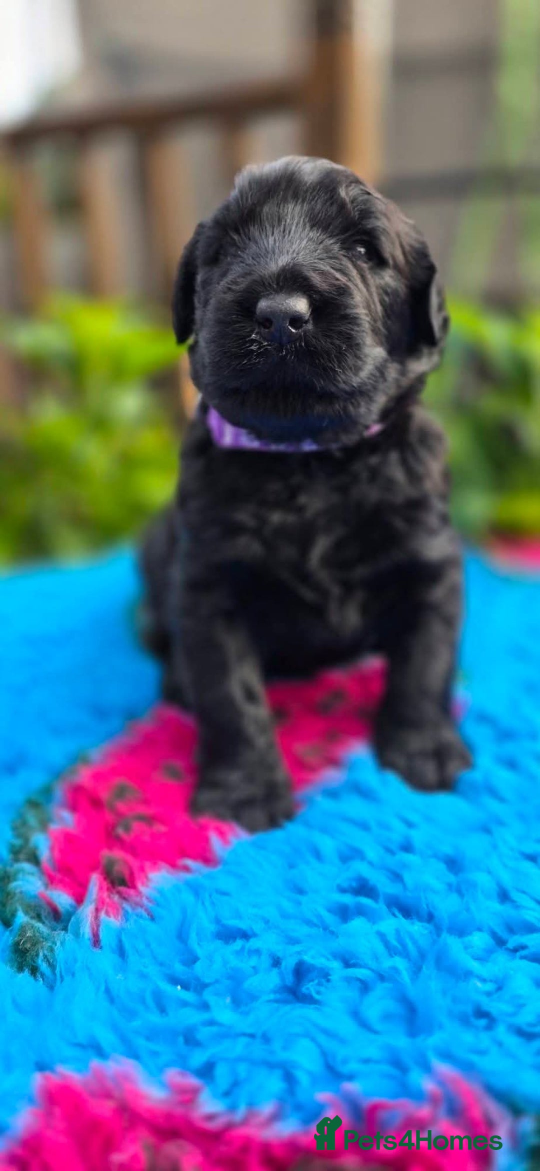 Russian Black Terrier dogs for sale: Russian Black Terrier  - Image 18