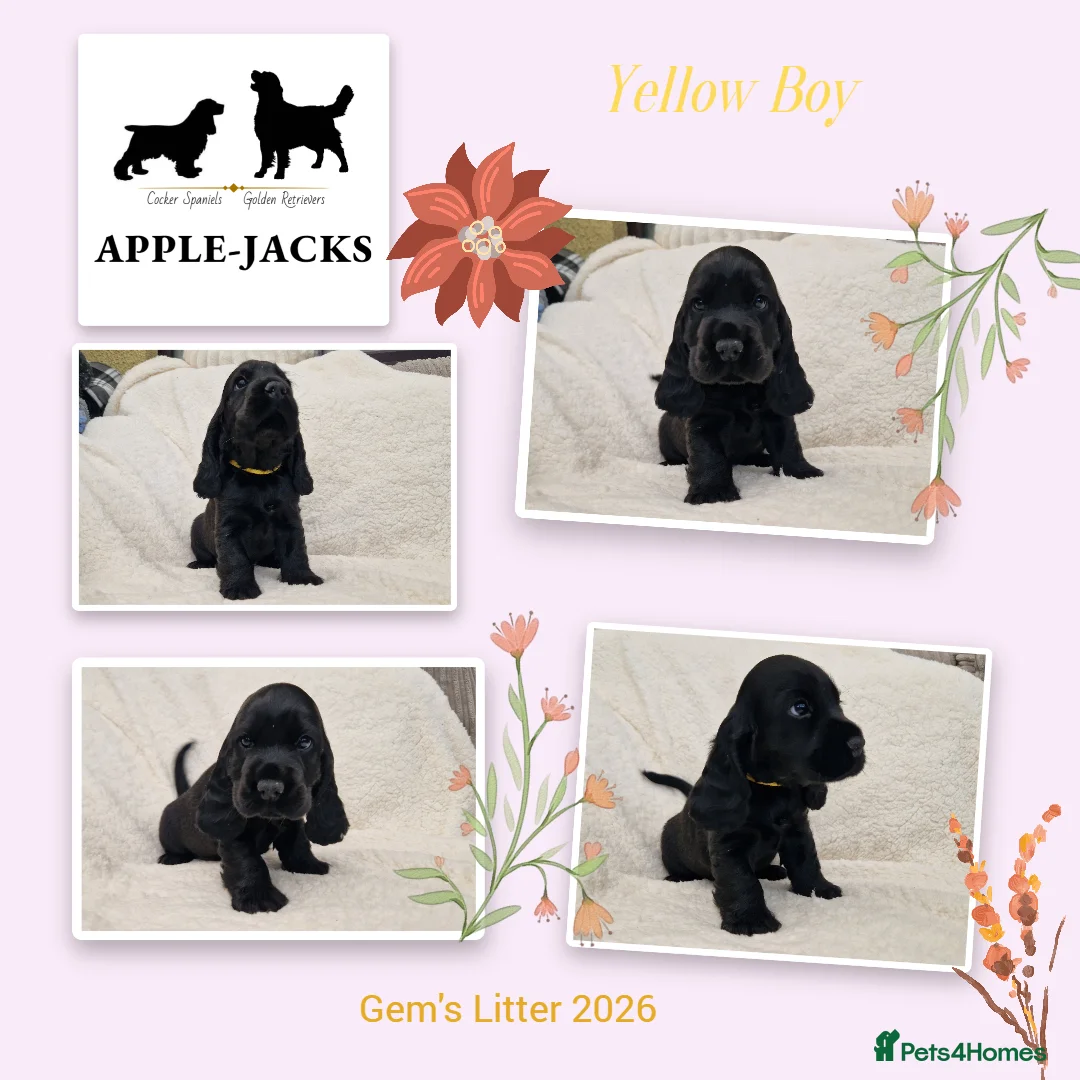 Cocker Spaniel dogs for sale: Pedigree Show Cocker Spaniel puppies available - Advert 1