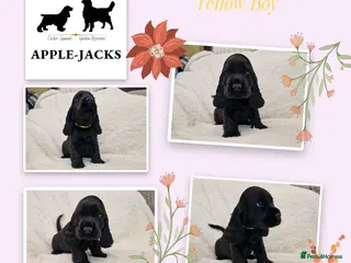Cocker Spaniel dogs Pedigree Show Cocker Spaniel puppies available - Advert 12