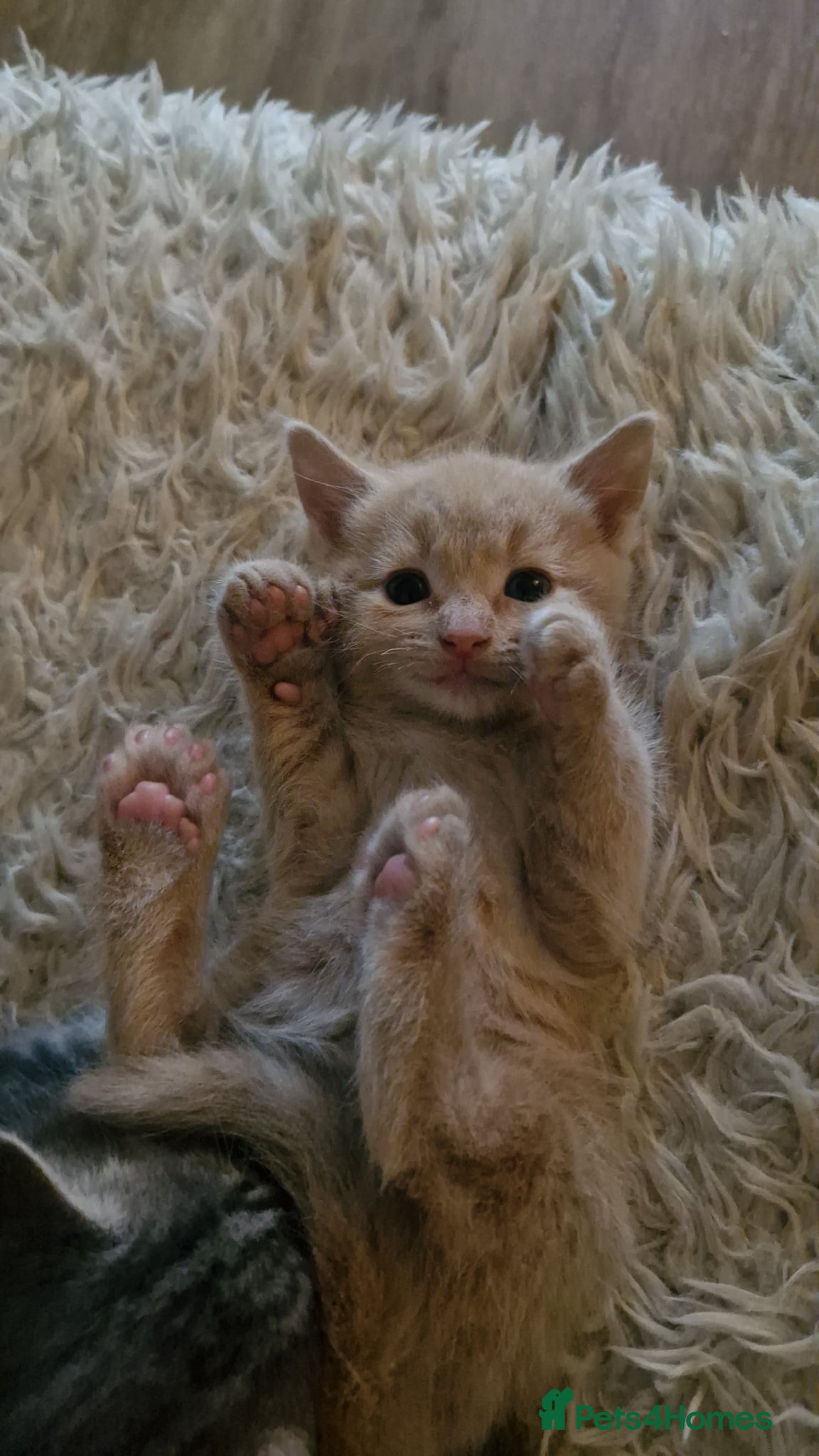 Ragcoon cats for sale: Beautiful Ragcoon / Bengal kittens  - Advert 12