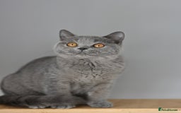 British Shorthair cats for sale: GCCF reg kittens looking for loving homes  - Image 7