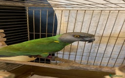 Ringnecks birds for sale: cockatiel ring neck parakeets rosella - Image 4