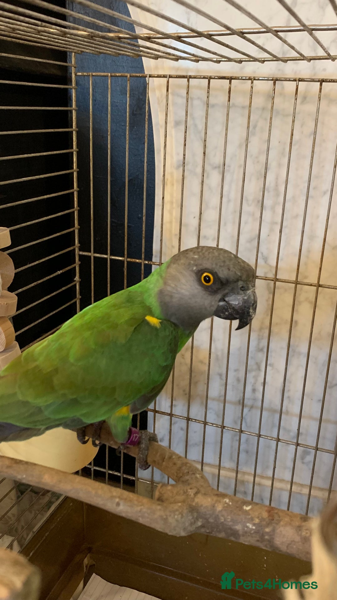 Ringnecks birds for sale: cockatiel ring neck parakeets rosella - Image 4