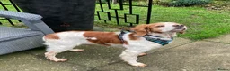 Brittany Spaniel dogs for adoption: Onil, a gorgeous Brittany - Advert 11