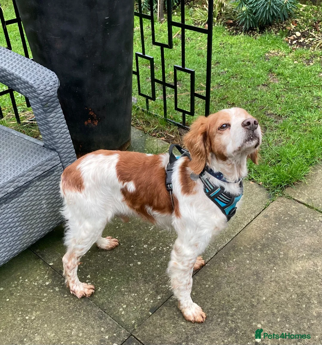 Brittany Spaniel dogs for adoption: Onil, a gorgeous Brittany - Advert 11