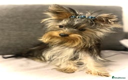 Yorkshire Terrier dogs for sale: Cute miniature Yorkshire terrier boys!  - Image 8