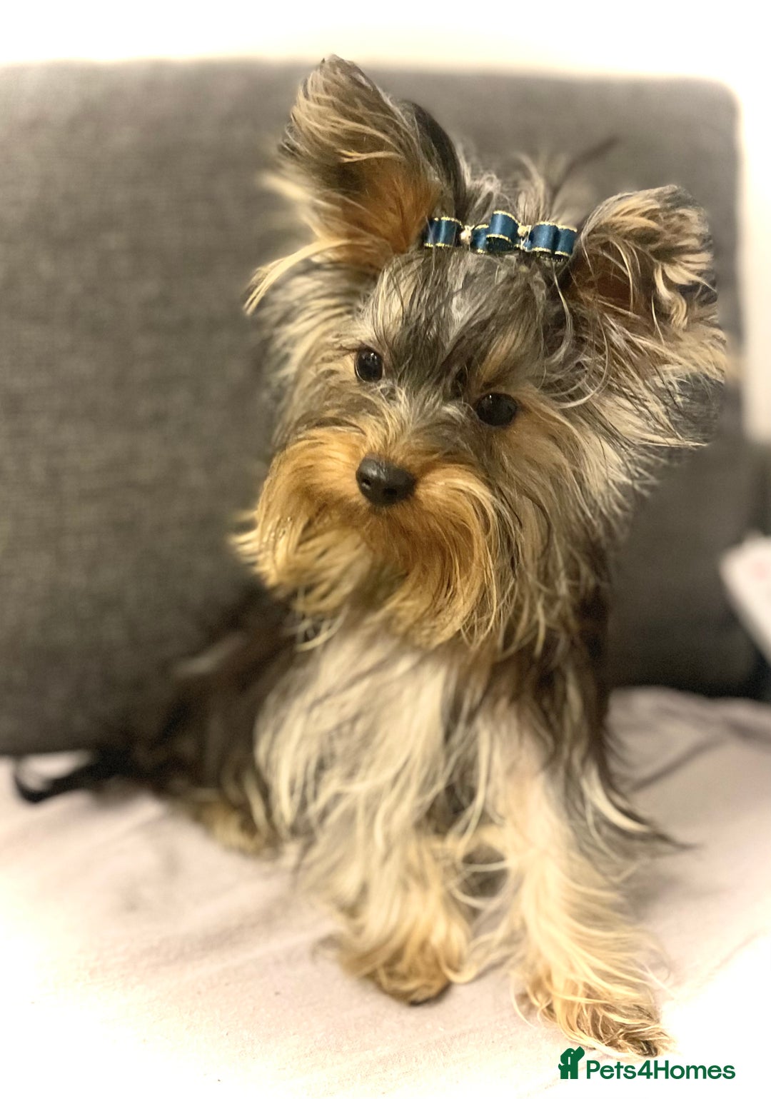 Yorkshire Terrier dogs for sale: Cute miniature Yorkshire terrier boys!  - Image 8
