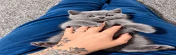 British Shorthair cats for sale: Beautiful British Shorthair Kittens - Advert 6