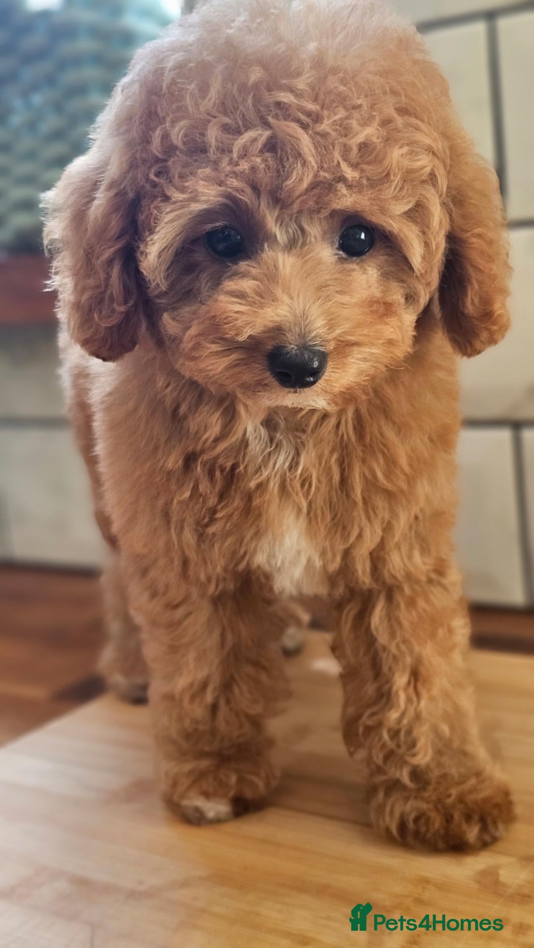 Toy Poodle dogs CH blood line, red toy poodles, Crufts  - Advert 1