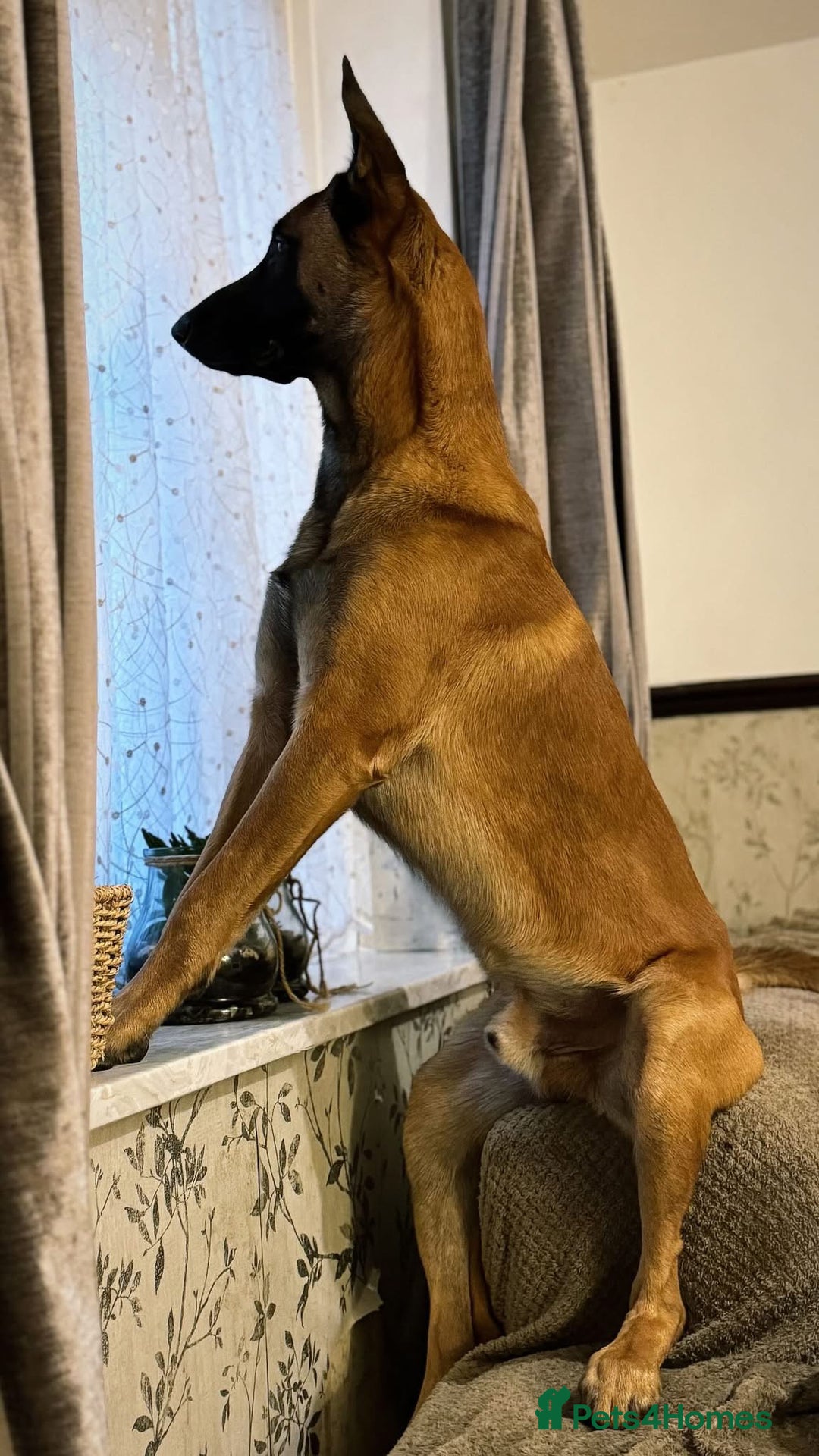 Belgian Shepherd Dog dogs for sale: Belgian Malinios (Singleton) Male  - Advert 3