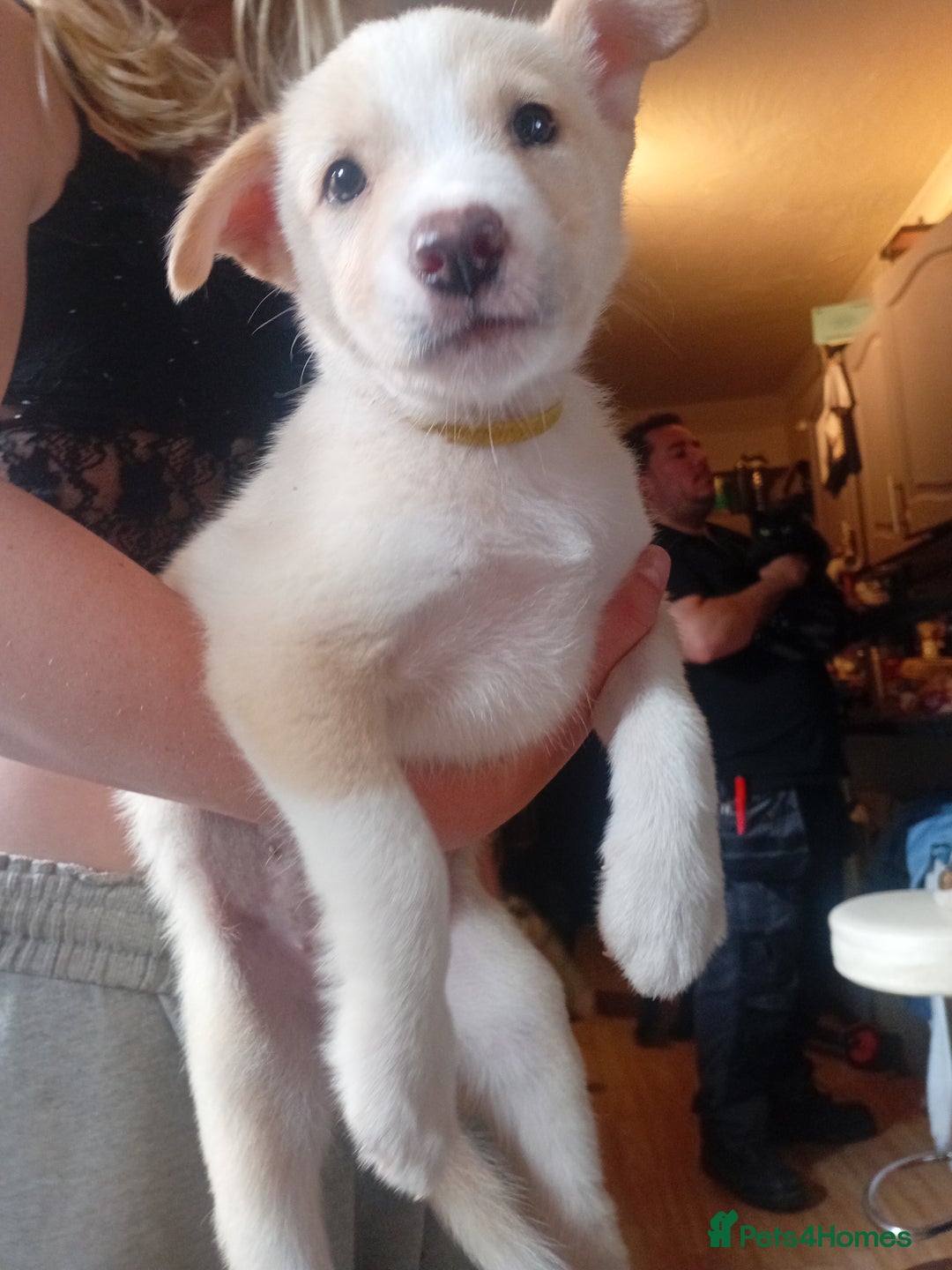 Mixed Breed dogs for sale: Alaskan malamute cross collies puppy's  - Image 7