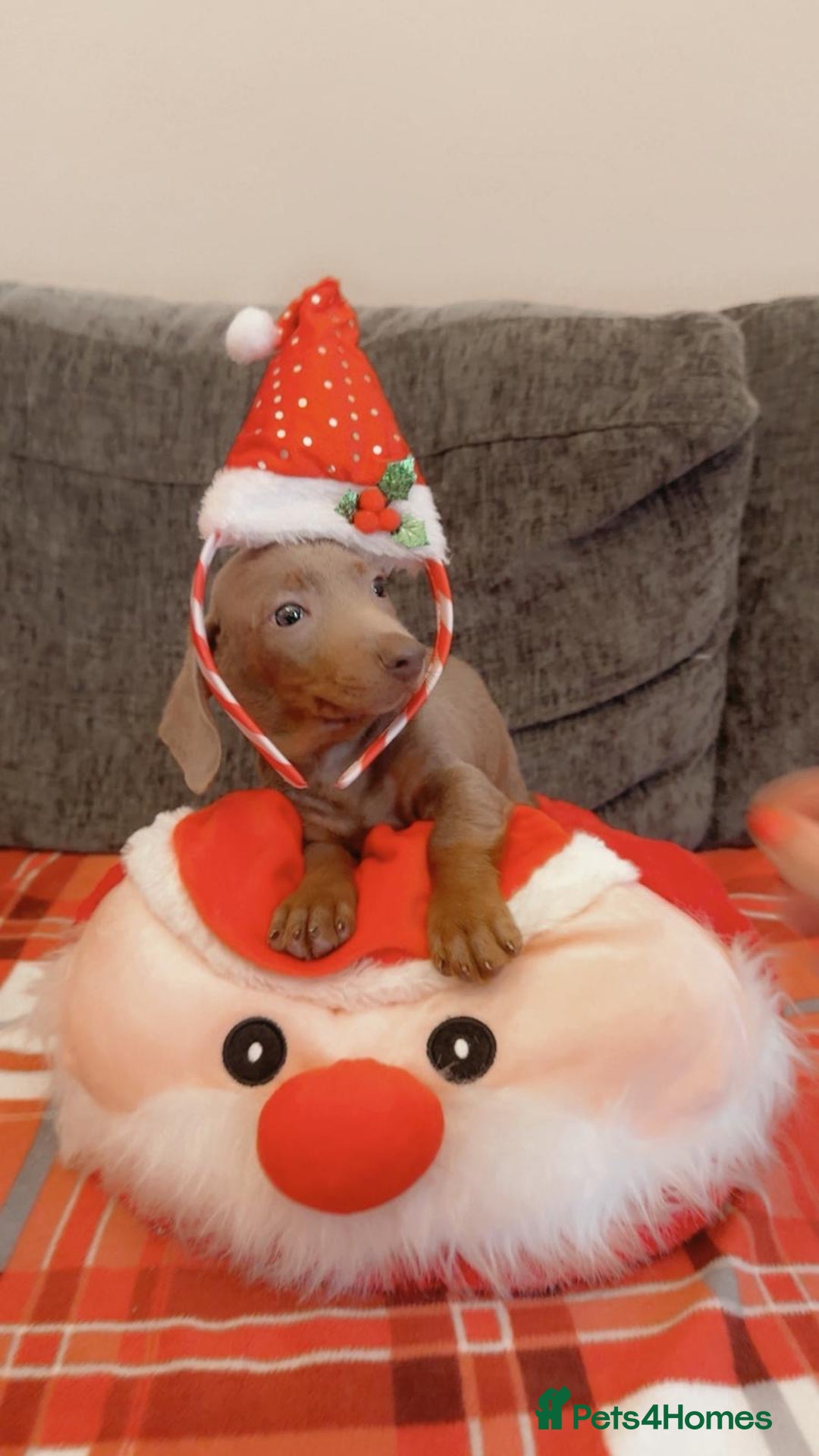 Dachshund dogs for sale: Dachshund Isabella dapple puppies  - Advert 13