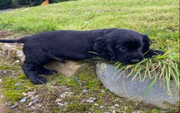 Cocker Spaniel dogs for sale: Cocker Spaniel Puppies - Image 14