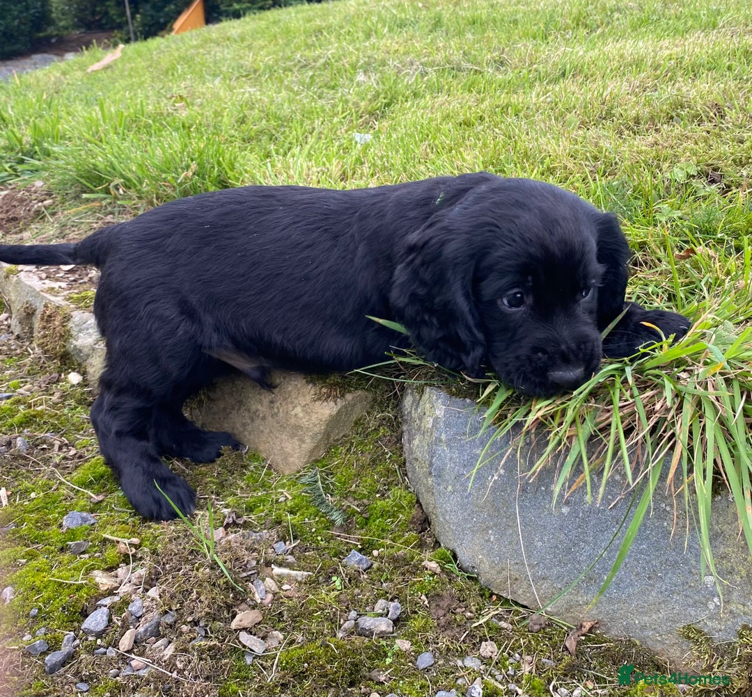 Cocker Spaniel dogs for sale: Cocker Spaniel Puppies - Image 14