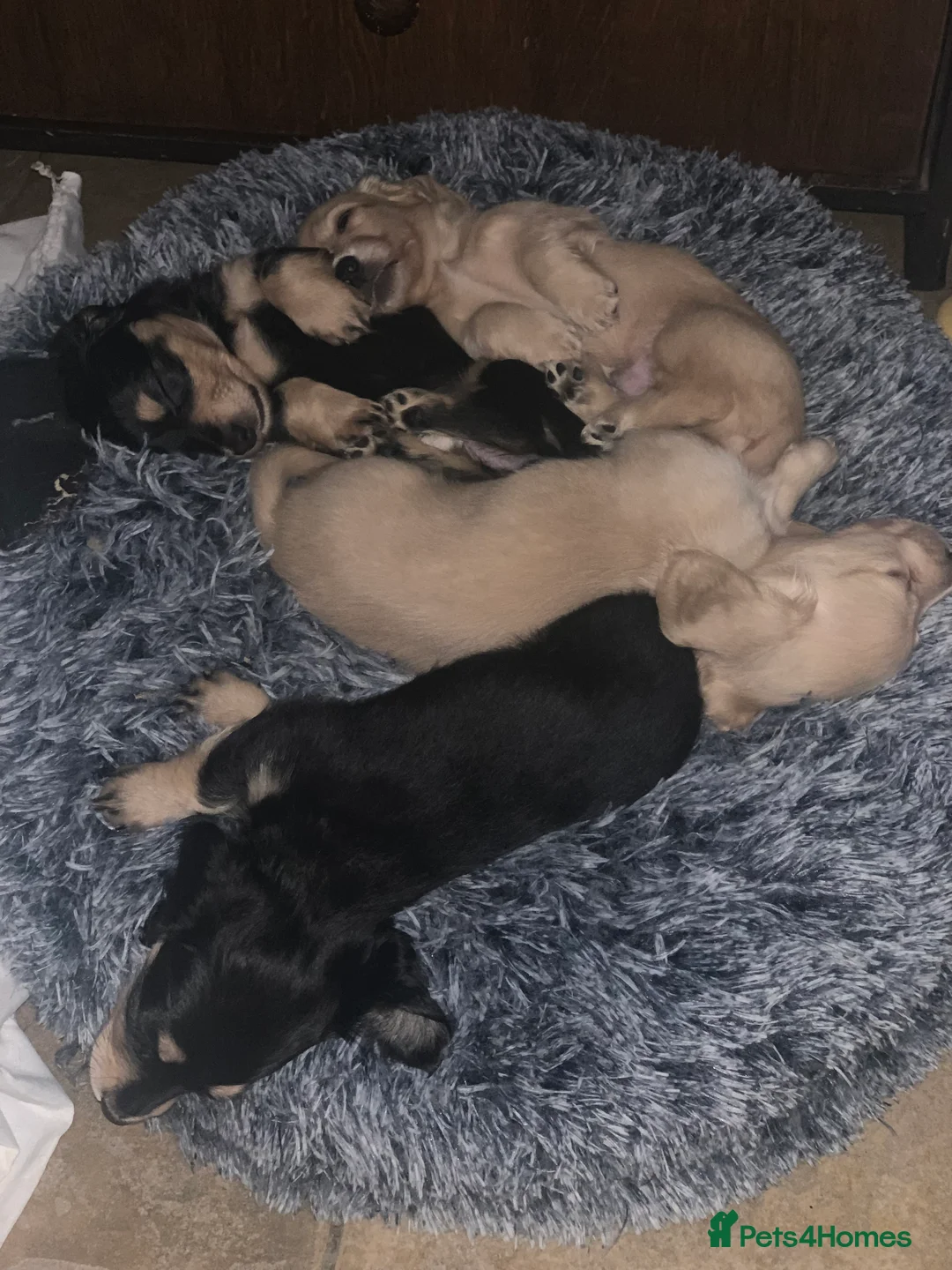 Miniature Dachshund dogs for sale: Little sausages with big characters  - Advert 12