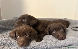 Labrador Retriever dogs for sale: Chunky Chocolate Labrador Puppies  - Image 3
