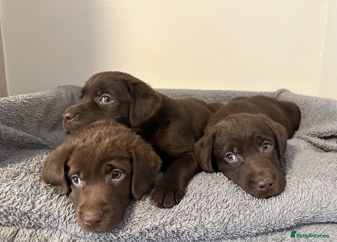 Labrador Retriever dogs for sale: Chunky Chocolate Labrador Puppies  - Image 3