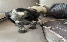 Cocker Spaniel dogs for sale: Healthy puppies - Image 8