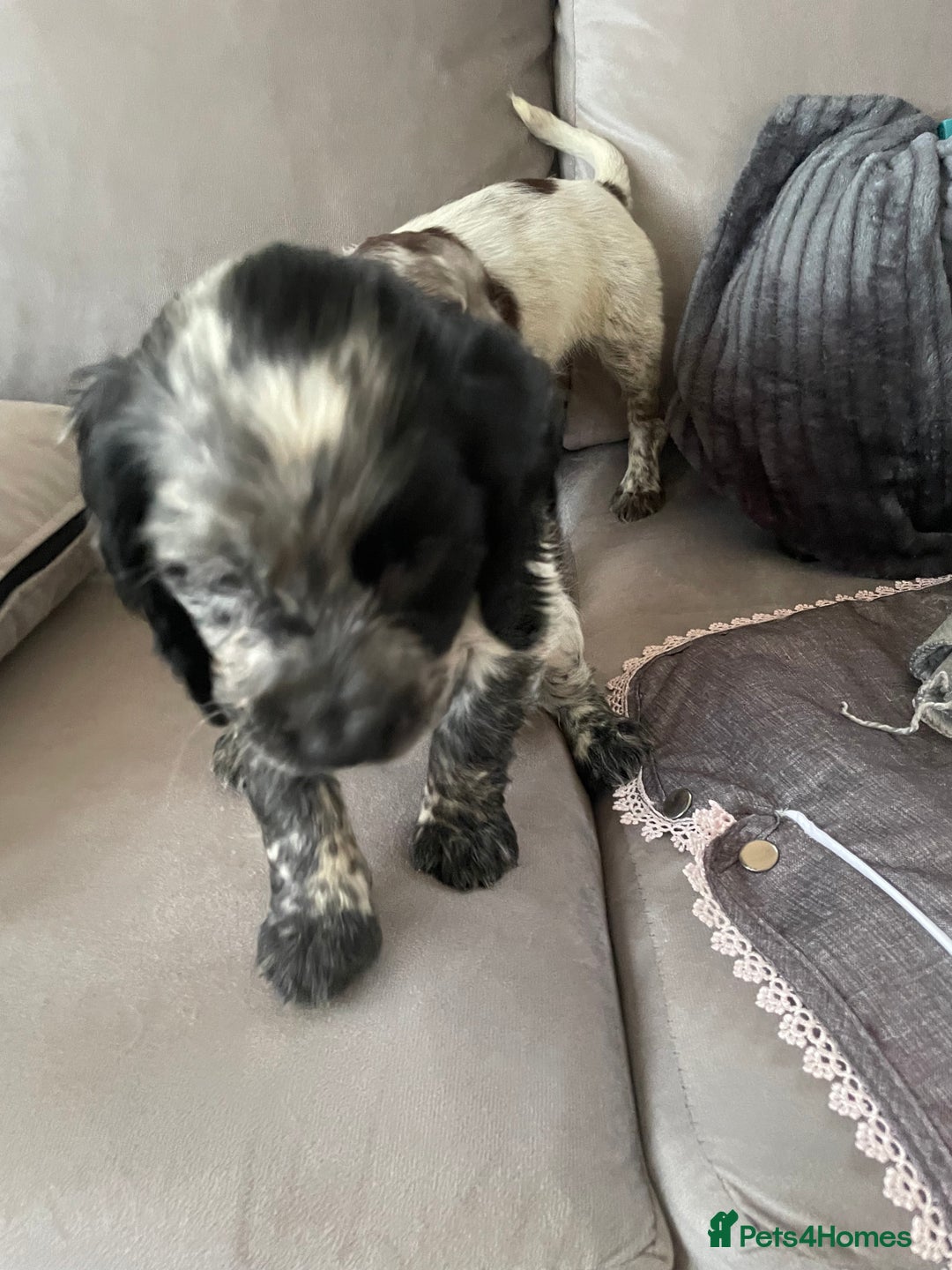 Cocker Spaniel dogs for sale: Healthy puppies - Image 8