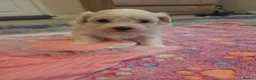 Maltese dogs for sale: Cute puppies❤️💜🩵🩶 - Advert 23