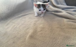 British Shorthair cats for sale: Lovely kittens            - Image 2