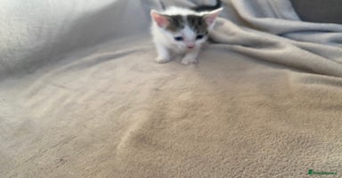 British Shorthair cats - Advert 10